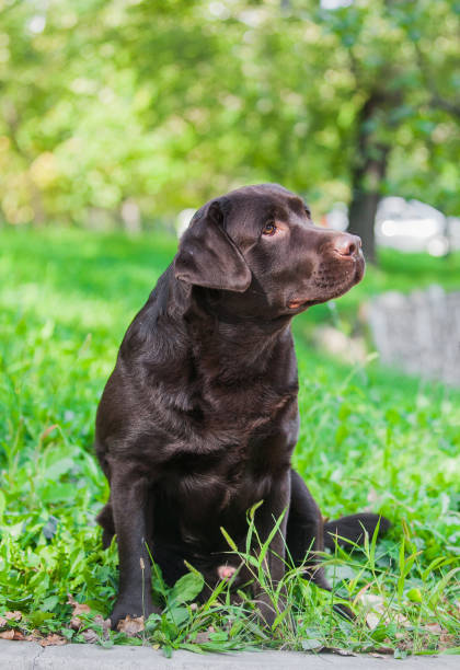 istock Chocolate labrador retriever portrait in the park 1453211052