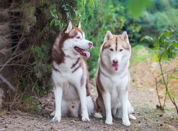 istock Siberian husky puppy on the street 1453211069