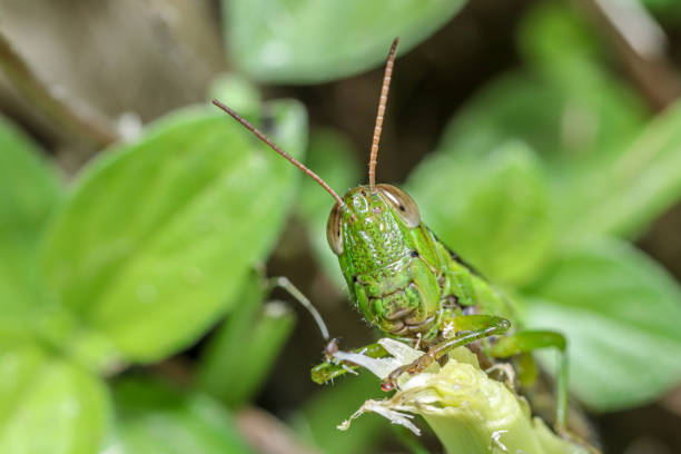 cavalletta verde senza ali - cricket locust grasshopper insect foto e immagini stock