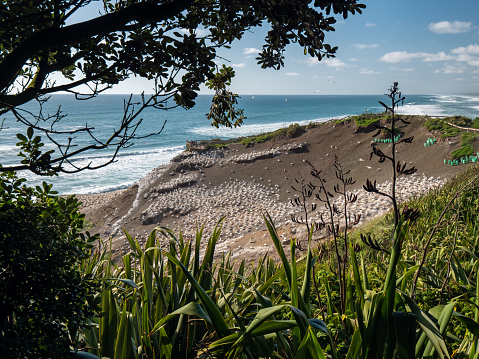 Muriwai Beach Gannet Colony in Auckland, New Zealand