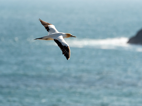 Flying Gannet Bird