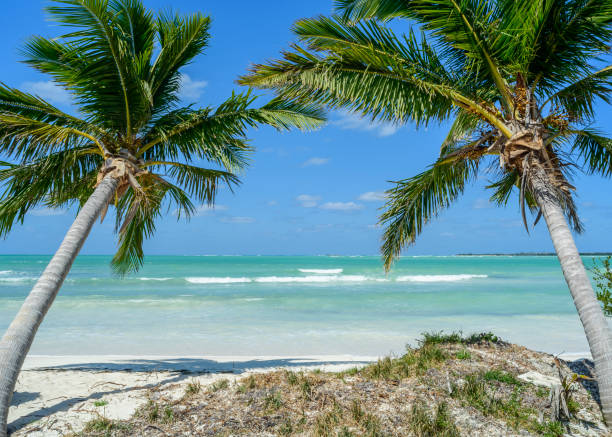 Cuban beach with 2 palmtrees stock photo