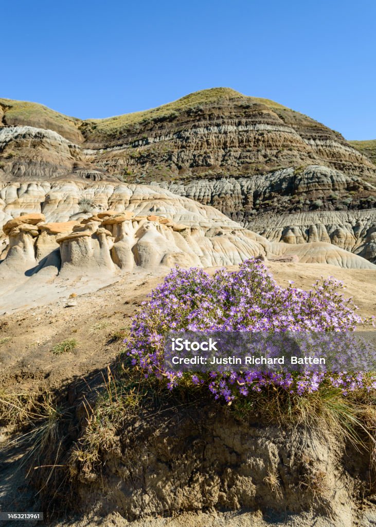 Hoodoos rocks with purple flowers Alberta Stock Photo