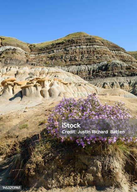 Hoodoos Rocks With Purple Flowers Stock Photo - Download Image Now - Alberta, Autumn, Banff