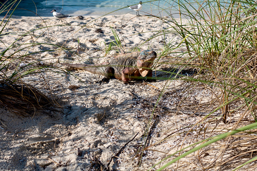 Portrait of Iguana on  the beach with green plants