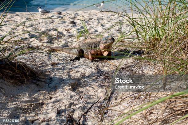 Iguana Sitting On The Beach In Exumas Bahamas Stock Photo - Download Image Now - Adventure, Animal, Animal Body