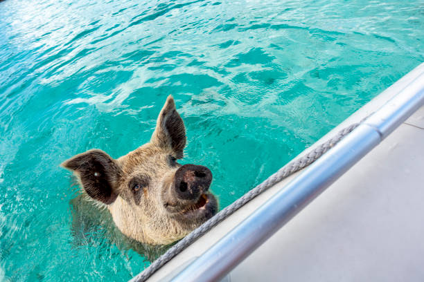 istock Swimming Pig at Staniel Cay, Bahamas 1453217102