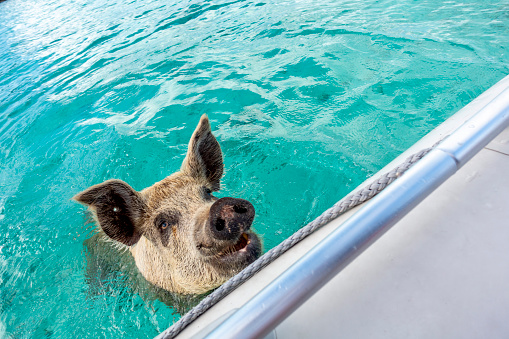 Happy Pig swimming in clear blue water waiting for food in the Exumas, Caribbean