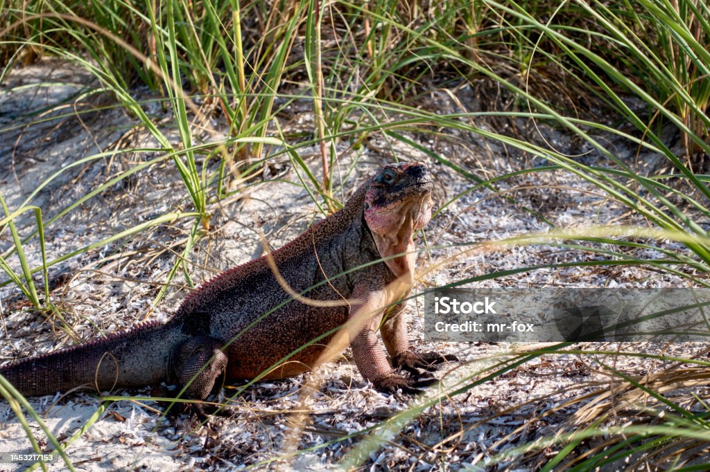 Iguana sitting on the beach in Exumas, Bahamas Portrait of Iguana on  the beach with green plants Adventure Stock Photo