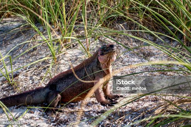 Iguana Sitting On The Beach In Exumas Bahamas Stock Photo - Download Image Now - Adventure, Animal, Animal Body