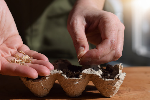 Closeup woman's hands sowing seeds into biodegradable egg carton container