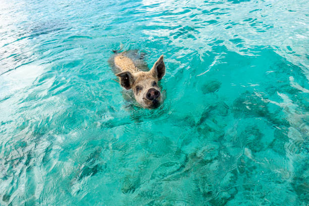 Happy Pig swimming in clear blue water waiting for food in the Exumas, Caribbean