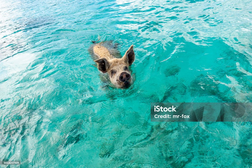 Swimming Pig at Staniel Cay, Bahamas Happy Pig swimming in clear blue water waiting for food in the Exumas, Caribbean Animal Stock Photo