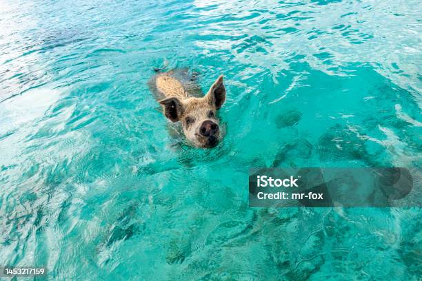 Swimming Pig At Staniel Cay Bahamas Stock Photo - Download Image Now - Animal, Animal Body, Animal Body Part
