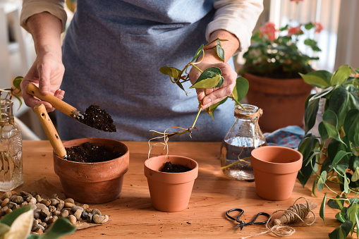 Interesting combination/ Pot of fresh garlic, a money tree and a cactus in another pot.