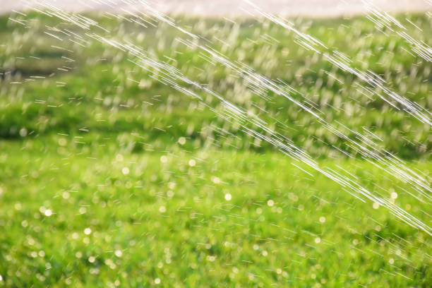 Garden irrigation in a backyard with lawn sprinkler system.