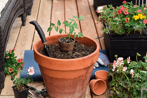 Tomato seedling in a pot on a balcony ready to be planted, no people