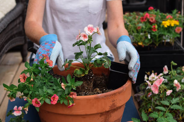 donna che pianta fiori in una pentola su un balcone - shovel trowel dirt plant foto e immagini stock