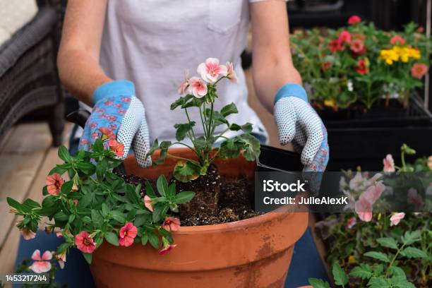 Woman Planting Flowers In A Pot On A Balcony Stock Photo - Download Image Now - Gardening, Container, Planting