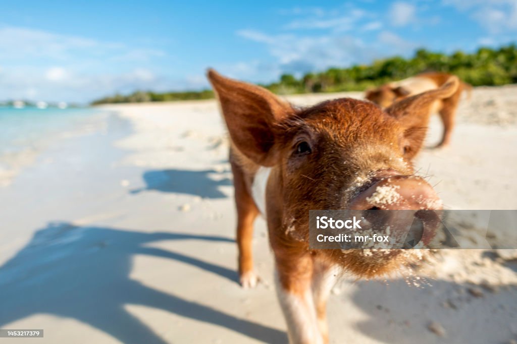 Baby pig at the swimming pig beach in Staniel Cay, Bahamas Free living pigs and piglets waiting for food in exam islands, Bahamas Curiosity Stock Photo