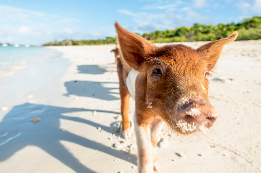 Free living pigs and piglets waiting for food in exam islands, Bahamas