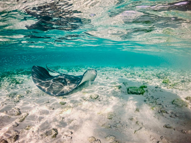 sting ray in turquoise waters at Sandy bottom beach at stained cay, exuma island , Bahamas