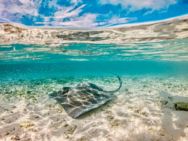 sting ray in clear turquoise waters at Sandy bottom beach and blue cloudy sky at stainel cay, exuma island , Bahamas