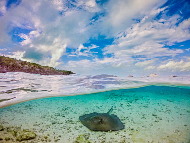 istock Half Underwater picture of a stingray 1453217436