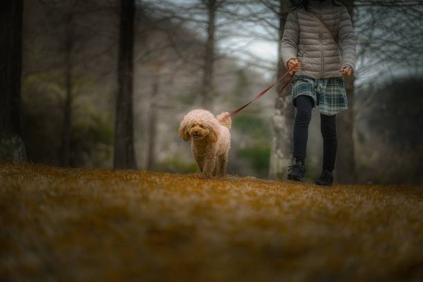 istock dog 391 Dog-walking 1453218525