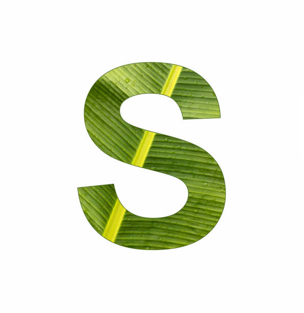 istock Alphabet letter S - Banana leaf background, natural background 1453221931