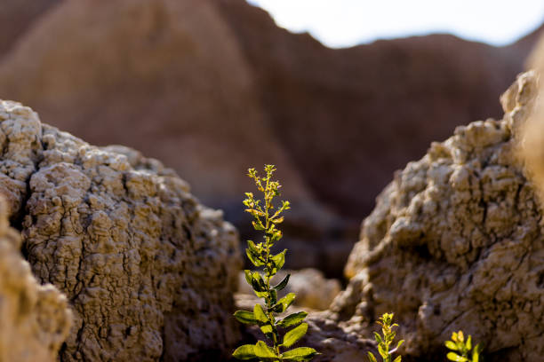 Plant Growing Through the Dry Rocky Landscape of Badlands National Park