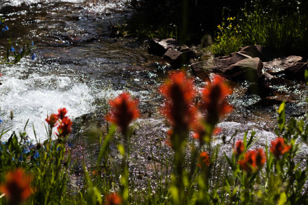 istock Red Flowers in the Sun Along the Mountain Stream 1453222982