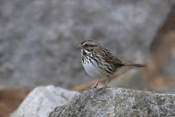 istock Song Sparrow (melospiza melodia) perched on a big rock 1453224693