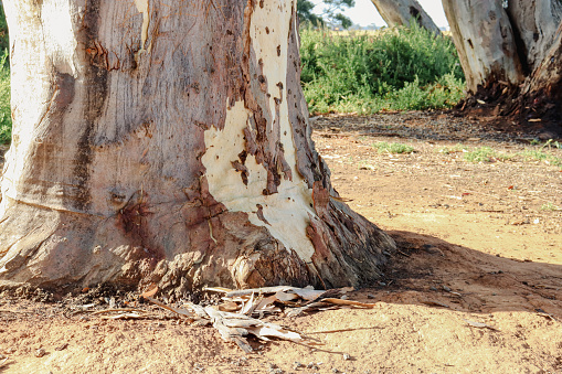 eucalyptus tree trunk in arid soil