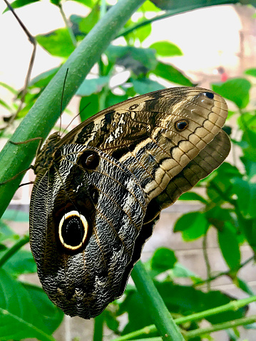 An owl butterfly walks along the stem of a tropical plant.