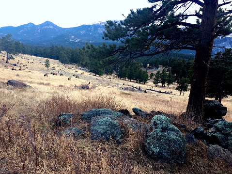 An elk herd grazes within Rocky Mountain National Park, Colorado.
