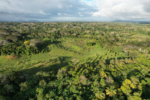 istock Agricultural field around tropical nature 1453227731
