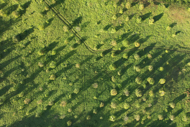 Pattern of green field with young trees