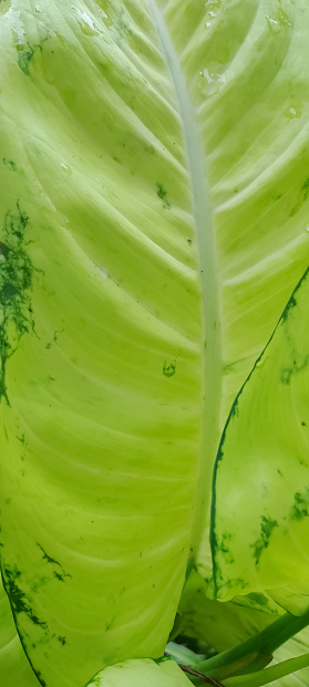 Dumbcane plant or Dieffenbachia maculata Tropic Marianne leaf texture close up.