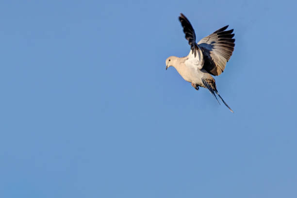 istock Eurasian collared dove in flight with blue sky 1453230602