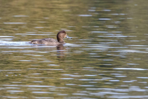 istock female redhead duck swimming in water 1453230652