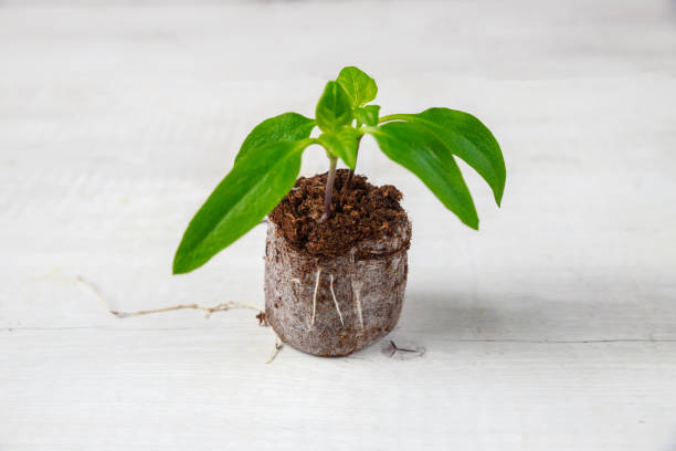 istock The root system of a bell pepper seedling in a peat tablet is well developed. 1453230755