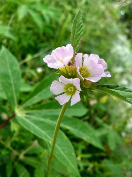 istock Melochia corchorifolia or the chocolateweed 1453230836