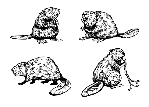 Hand-drawn black and white drawings of beavers.
