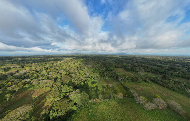 istock Green jungle landscape background 1453233528