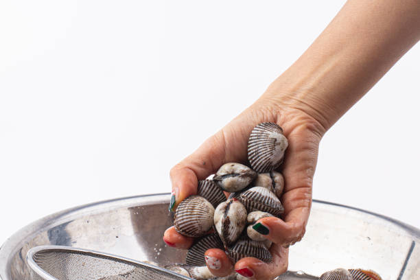 la mano que sostiene el berberecho para lavar - limpieza de conchas marinas fotografías e imágenes de stock