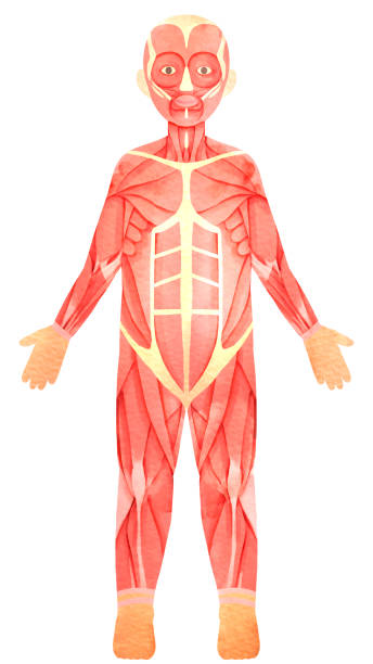 人体の筋肉 - dissection点のイラスト素材／クリップアート素材／マンガ素材／アイコン素材