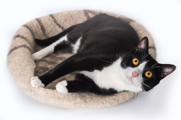 istock Playful black and white cat feels comfortable in a cozy felt bed. 1453236005