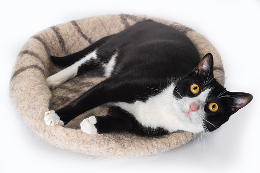Playful black and white cat feels comfortable in a cozy felt bed. Isolated on white background