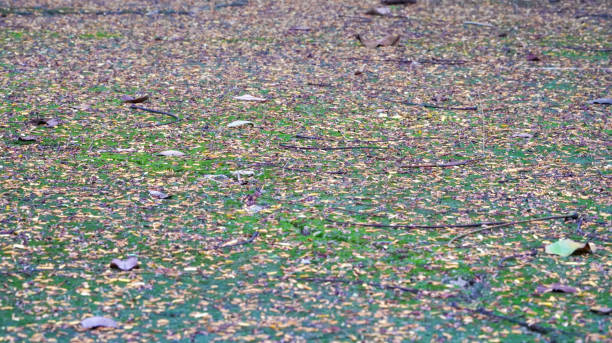 istock A closeup selective shot of Dry Leaf texture, dry fallen leaf on the ground, background image of dry leaf fallen on the ground in autumn spring rainy season. 1453236173